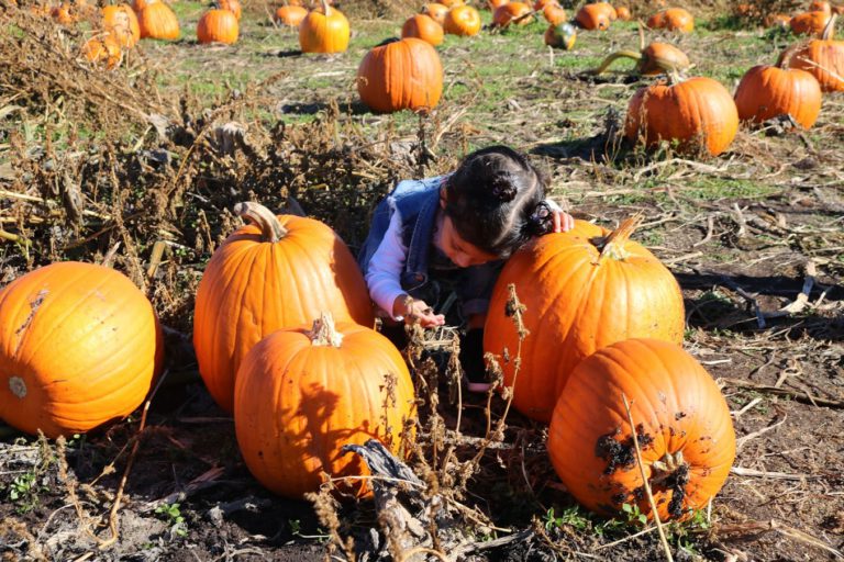 pumpkin-patch
